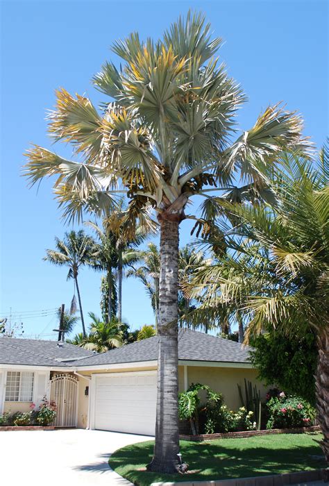 palmeira azul